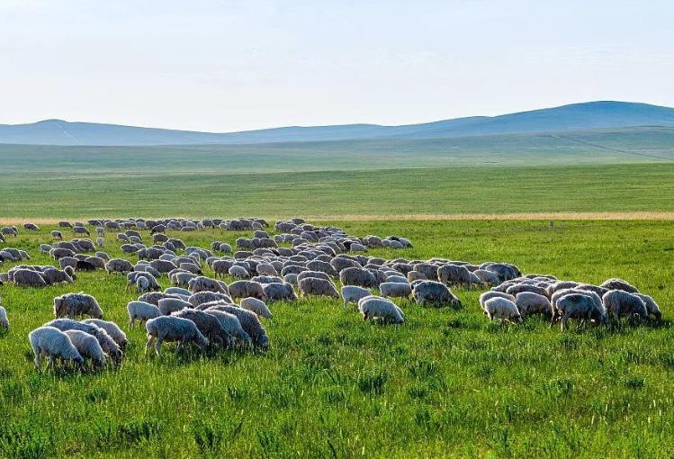 上半年我國畜牧業發展總體向好